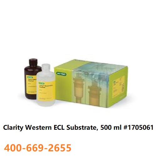 Western显影剂（ECL）